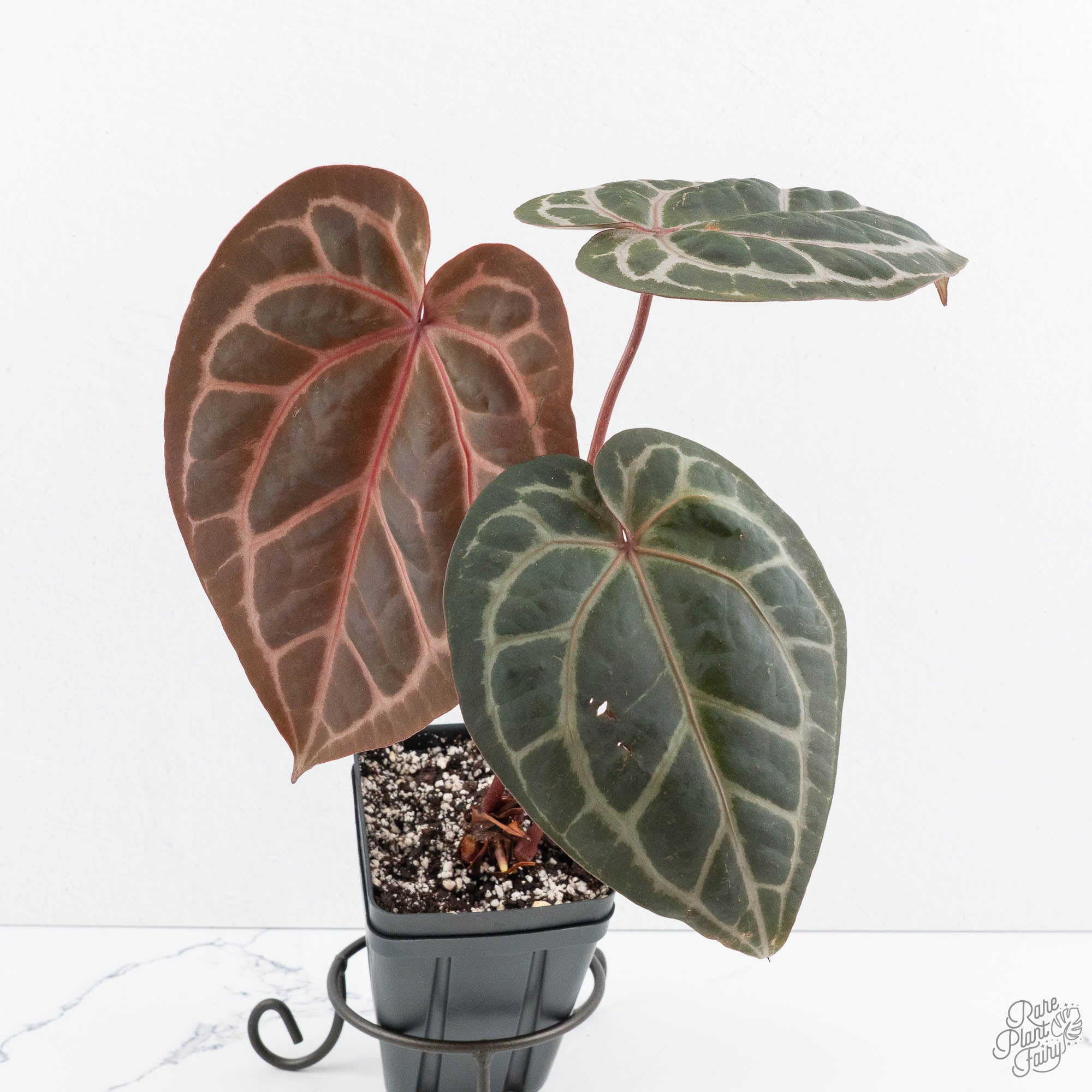 Anthurium Crystal Red '12' x Michelle '1' by DocBlock® (wk19-I