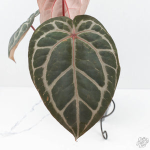 Anthurium Crystal Red '12' x Michelle '1' by DocBlock® (wk19-I)