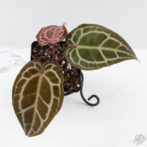 Anthurium Crystal Red '12' x Michelle '1' by DocBlock® (wk27-B)