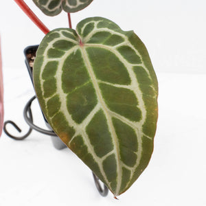 Anthurium Crystal Red '12' x Michelle '1' by DocBlock® (wk34-L52)