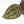 Anthurium Crystal Red '12' x Michelle '1' by DocBlock® (wk34-L52)