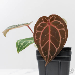Anthurium Crystal Red '12' x Michelle '1' by DocBlock (wk43-L392)