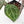 Anthurium Crystal Red '12' x Michelle '1' by DocBlock (wk43-L392)