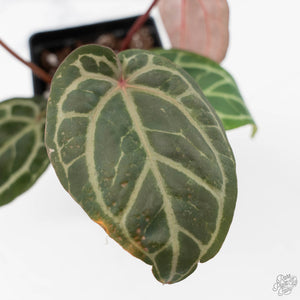 Anthurium Crystal Red '12' x Michelle '1' by DocBlock (wk43-L392)