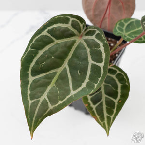 Anthurium Crystal Red '12' x Michelle '1' by DocBlock (wk43-L392)
