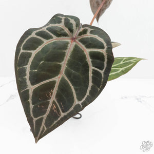Anthurium Crystal Red '12' x Zara '14' by DocBlock® (wk18-U)