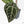 Anthurium Crystal Red '12' x Zara '14' by DocBlock® (wk18-U)
