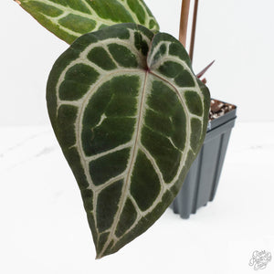Anthurium Crystal Red '12' x Zara '14' by DocBlock® (wk18-U)
