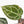 Anthurium Crystal Red '12' x Zara '14' by DocBlock® (wk18-U)