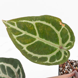 Anthurium Crystal Red '12' x Zara '14' by DocBlock® (wk18-U)
