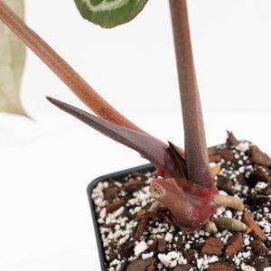 Anthurium Crystal Red '12' x Zara '14' by DocBlock® (wk18-U)