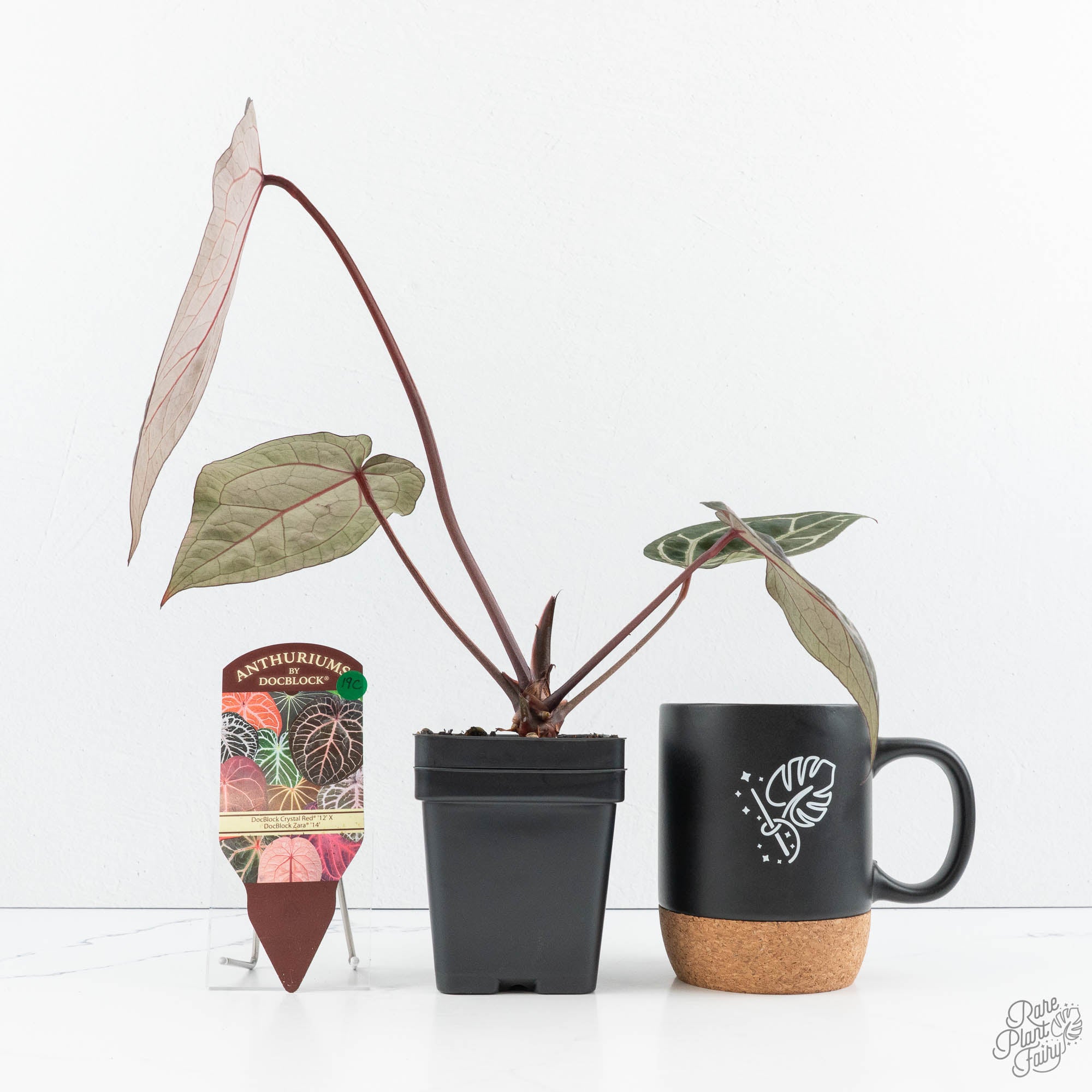 Anthurium Crystal Red '12' x Zara '14' by DocBlock® (wk19-C