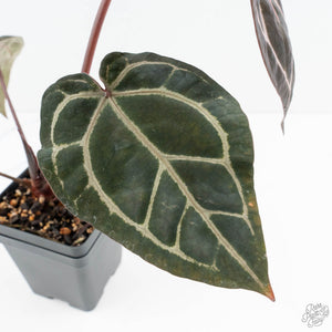 Anthurium Crystal Red '12' x Zara '14' by DocBlock® (wk19-C)