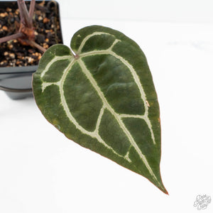 Anthurium Crystal Red '12' x Zara '14' by DocBlock® (wk19-C)