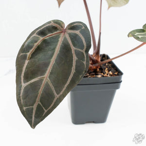 Anthurium Crystal Red '12' x Zara '14' by DocBlock® (wk19-C)