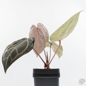 Anthurium Crystal Red '12' x Zara '14' by DocBlock® (wk19-C)