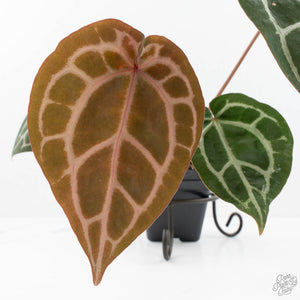 Anthurium Crystal Red '12' x Zara '14' by DocBlock® (wk20-Y)