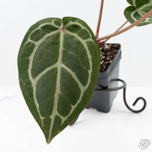 Anthurium Crystal Red '12' x Zara '14' by DocBlock® (wk20-Y)