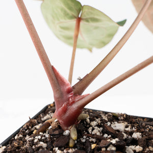 Anthurium Crystal Red '12' x Zara '14' by DocBlock® (wk20-Y)