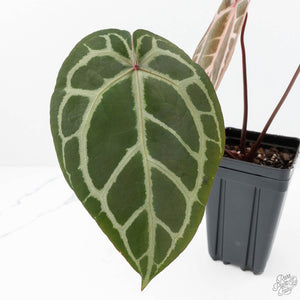 Anthurium Crystal Red '12' x Zara '14' by DocBlock® (wk22-Z)