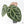Anthurium Crystal Red '12' x Zara '14' by DocBlock® (wk22-Z)