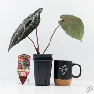 Anthurium Crystal Red '12' x Zara '14' by DocBlock® (wk27-M)