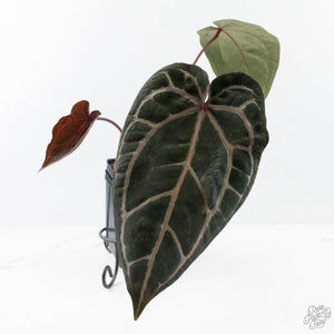Anthurium Crystal Red '12' x Zara '14' by DocBlock® (wk27-M)