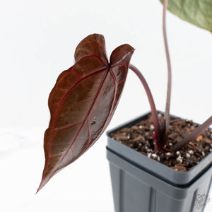 Anthurium Crystal Red '12' x Zara '14' by DocBlock® (wk27-M)
