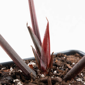 Anthurium Crystal Red '12' x Zara '14' by DocBlock® (wk27-M)