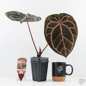 Anthurium Crystal Red '12' x Zara '14' by DocBlock® (wk29-A)
