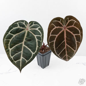 Anthurium Crystal Red '12' x Zara '14' by DocBlock® (wk29-A)