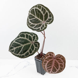 Anthurium Crystal Red '12' x Zara '14' by DocBlock® (wk30-E)