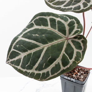 Anthurium Crystal Red '12' x Zara '14' by DocBlock® (wk30-E)