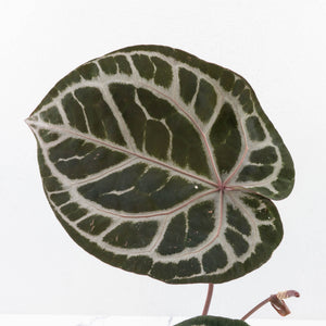 Anthurium Crystal Red '12' x Zara '14' by DocBlock® (wk30-E)