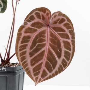 Anthurium Crystal Red '12' x Zara '14' by DocBlock® (wk30-E)
