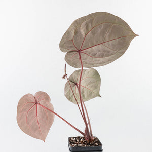 Anthurium Crystal Red '12' x Zara '14' by DocBlock® (wk30-E)