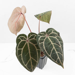 Anthurium Crystal Red '12' x Zara '14' by DocBlock® (wk34-L49)
