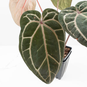 Anthurium Crystal Red '12' x Zara '14' by DocBlock® (wk34-L49)