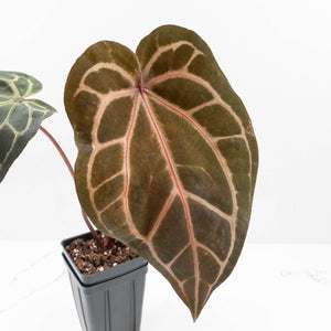 Anthurium Crystal Red '12' x Zara '14' by DocBlock® (wk34-L49)