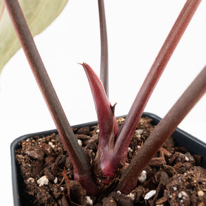 Anthurium Crystal Red '12' x Zara '14' by DocBlock® (wk34-L49)