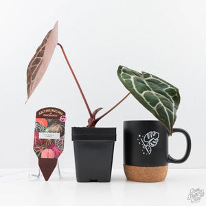 Anthurium Crystal Red '12' x Zara '14' by DocBlock® (wk20-U)