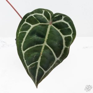 Anthurium Crystal Red '12' x Zara '14' by DocBlock® (wk20-U)