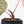 Anthurium Crystal Red '12' x Zara '14' by DocBlock® (wk20-U)