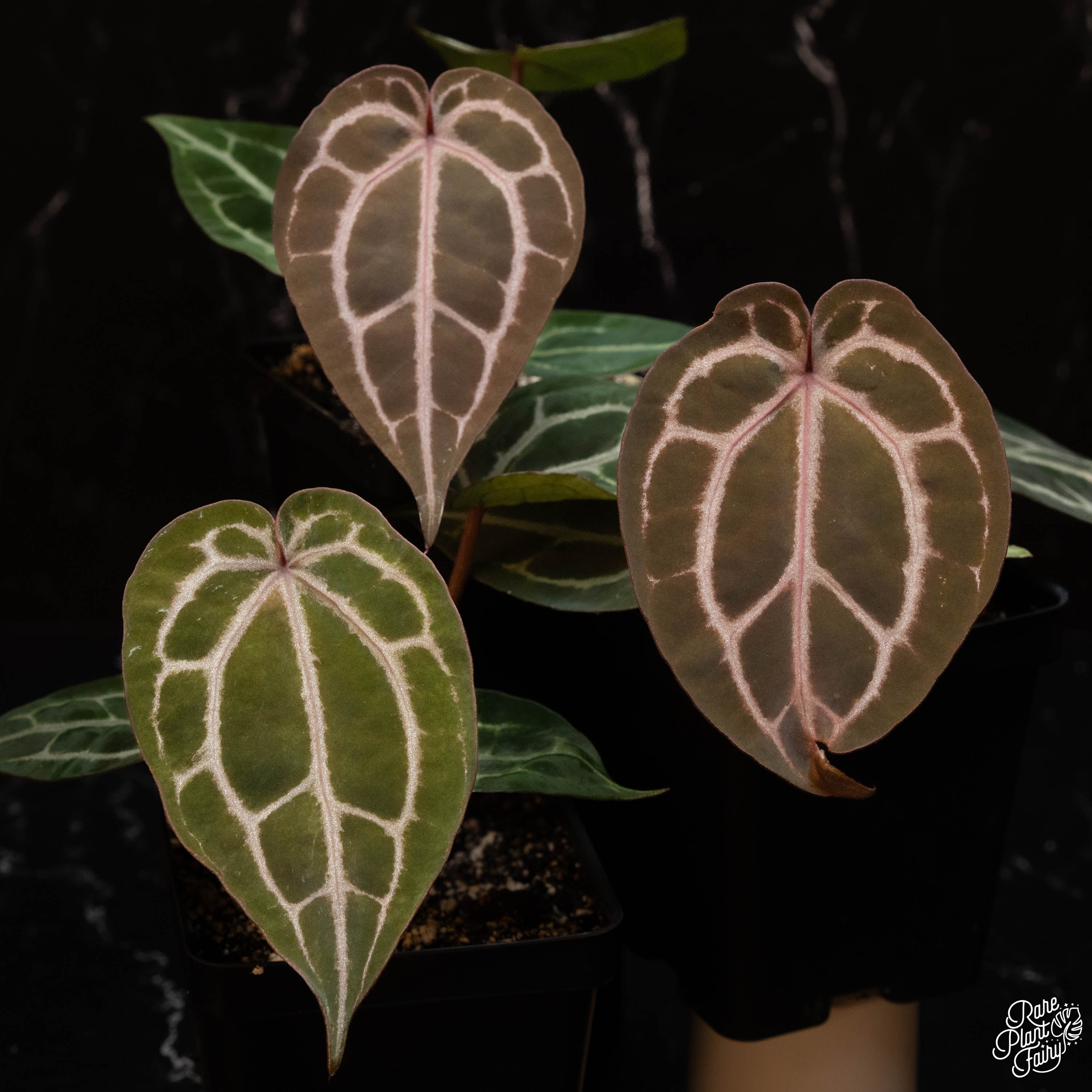mihikatha anthurium Anthurium 'Michelle' by DocBlock *Grower's Choice*