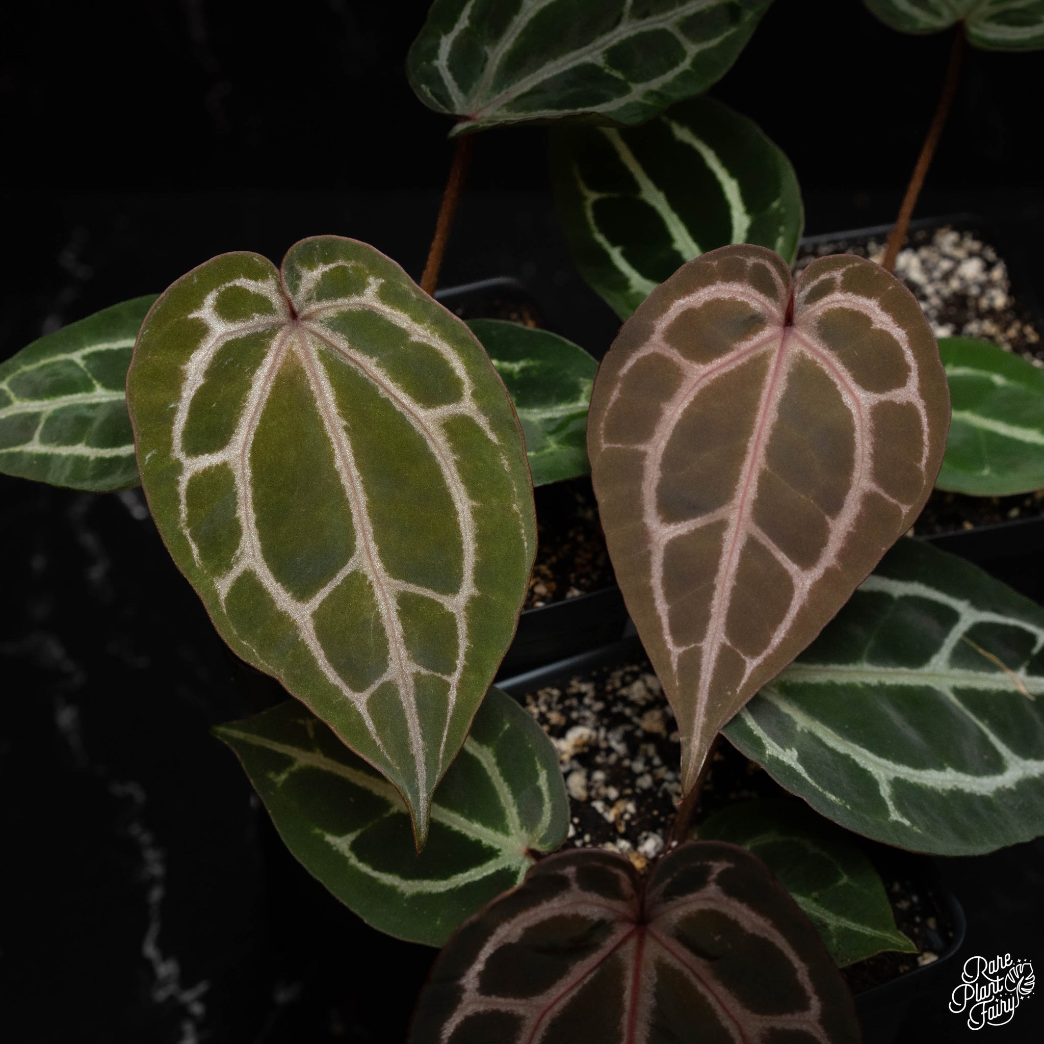 Anthurium 'Michelle' by DocBlock *Grower's Choice* – Rare Plant Fairy