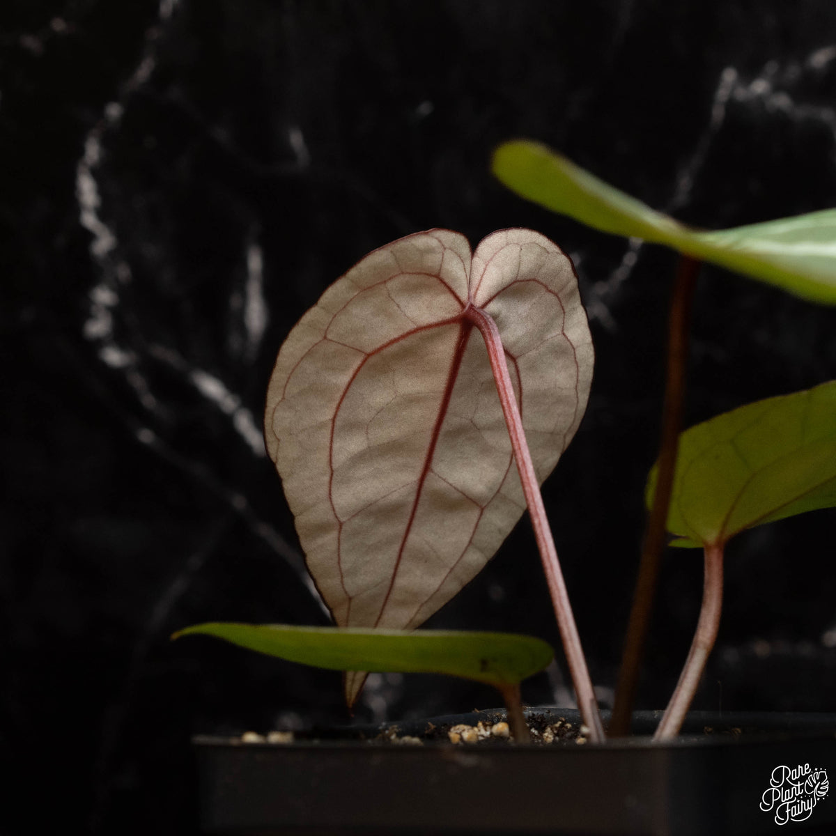 Anthurium 'Michelle' by DocBlock *Grower's Choice* – Rare Plant Fairy