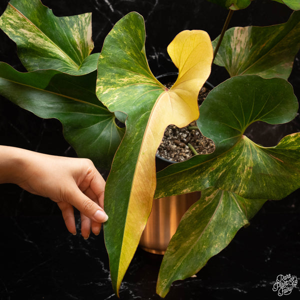 Anthurium brownii variegated (A16)