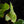 Load image into Gallery viewer, Anthurium brownii variegated (A16)
