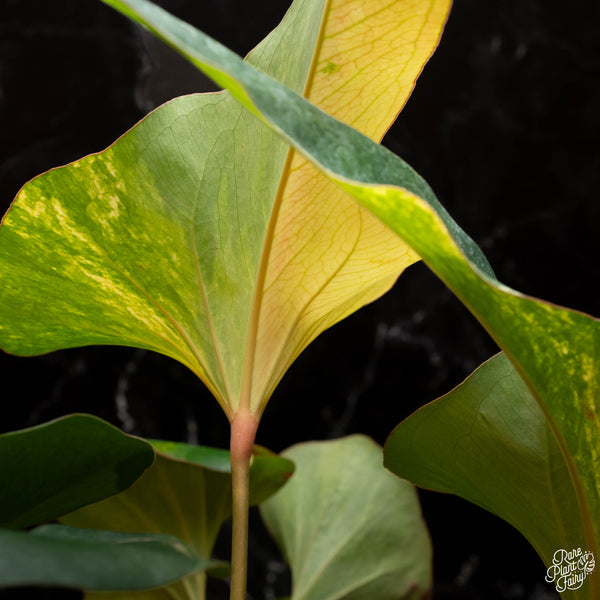 Anthurium brownii variegated (A16)
