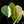 Load image into Gallery viewer, Monstera deliciosa albo variegated (small form/borsigiana) (B16)
